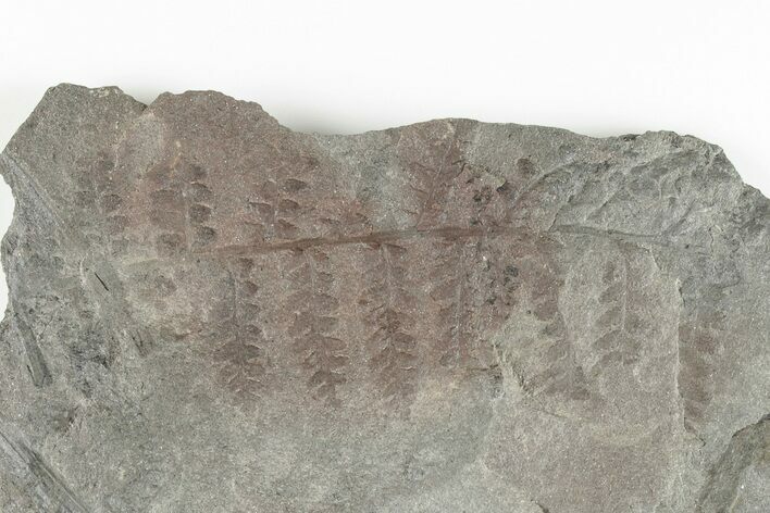 4.9" Pennsylvanian Fossil Fern (Mariopteris?) Plate - Kentucky
